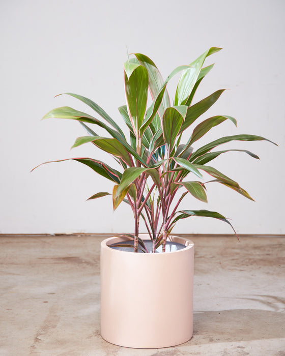 CORDYLINE 'PINK DIAMOND' 10" Grower Pot