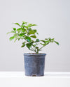 RUBY RED GRAPEFRUIT BUSH 7" Grower Pot