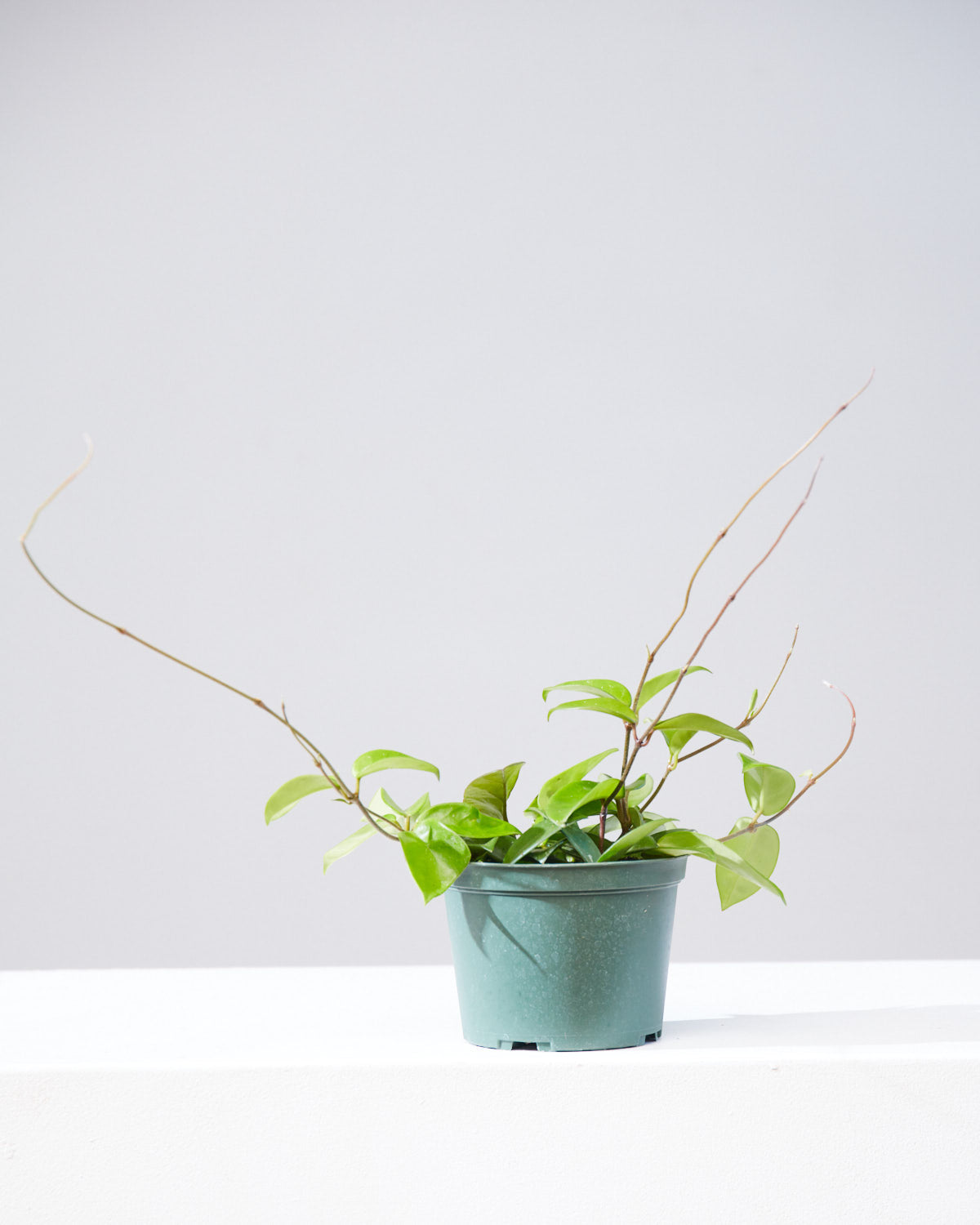 jade hoya plant HOYA CARNOSA JADE 6" Grower Pot – Dynasty Plants