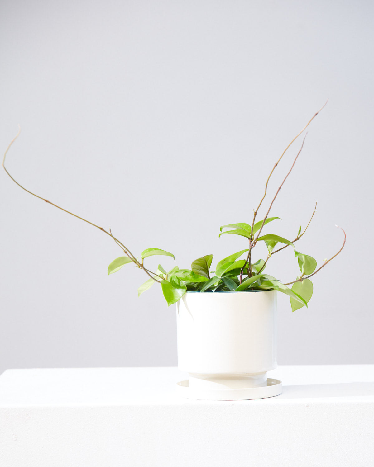 jade hoya plant HOYA CARNOSA JADE 6" Grower Pot – Dynasty Plants