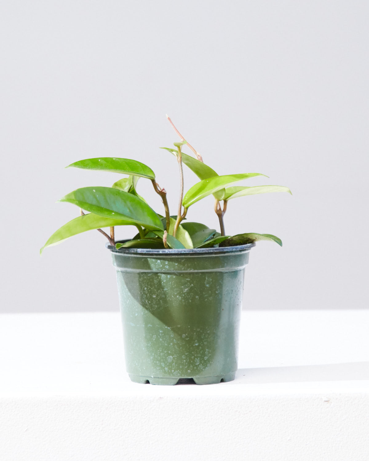 HOYA CARNOSA GREEN 4" Grower Pot