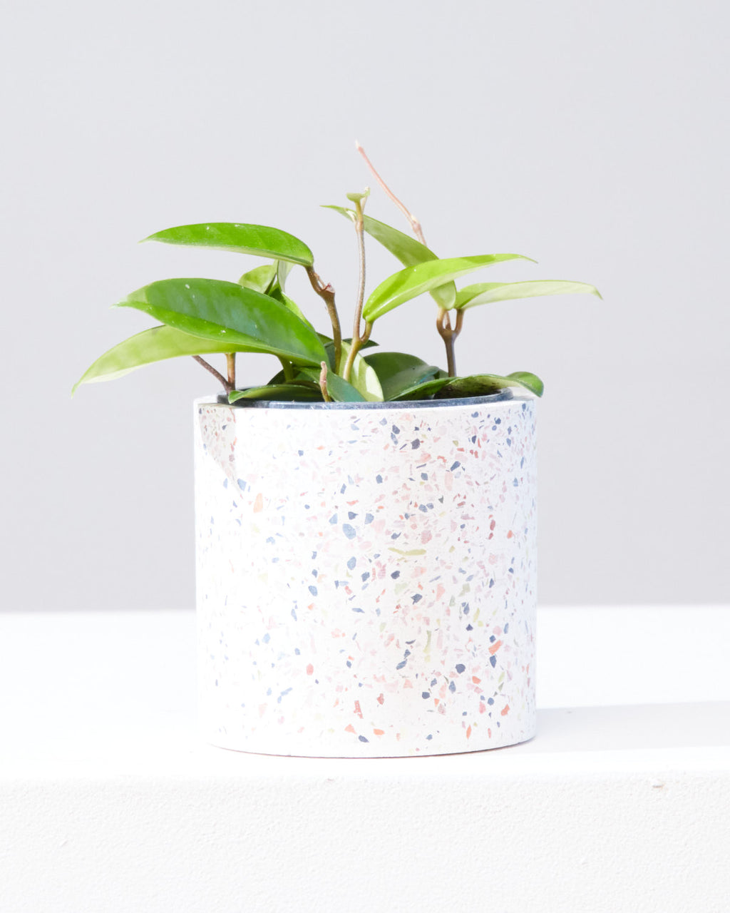 HOYA CARNOSA GREEN 4" Grower Pot