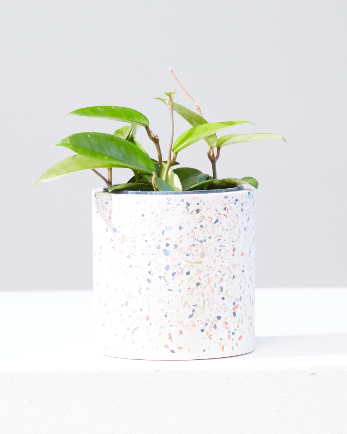 HOYA CARNOSA GREEN 4" Grower Pot