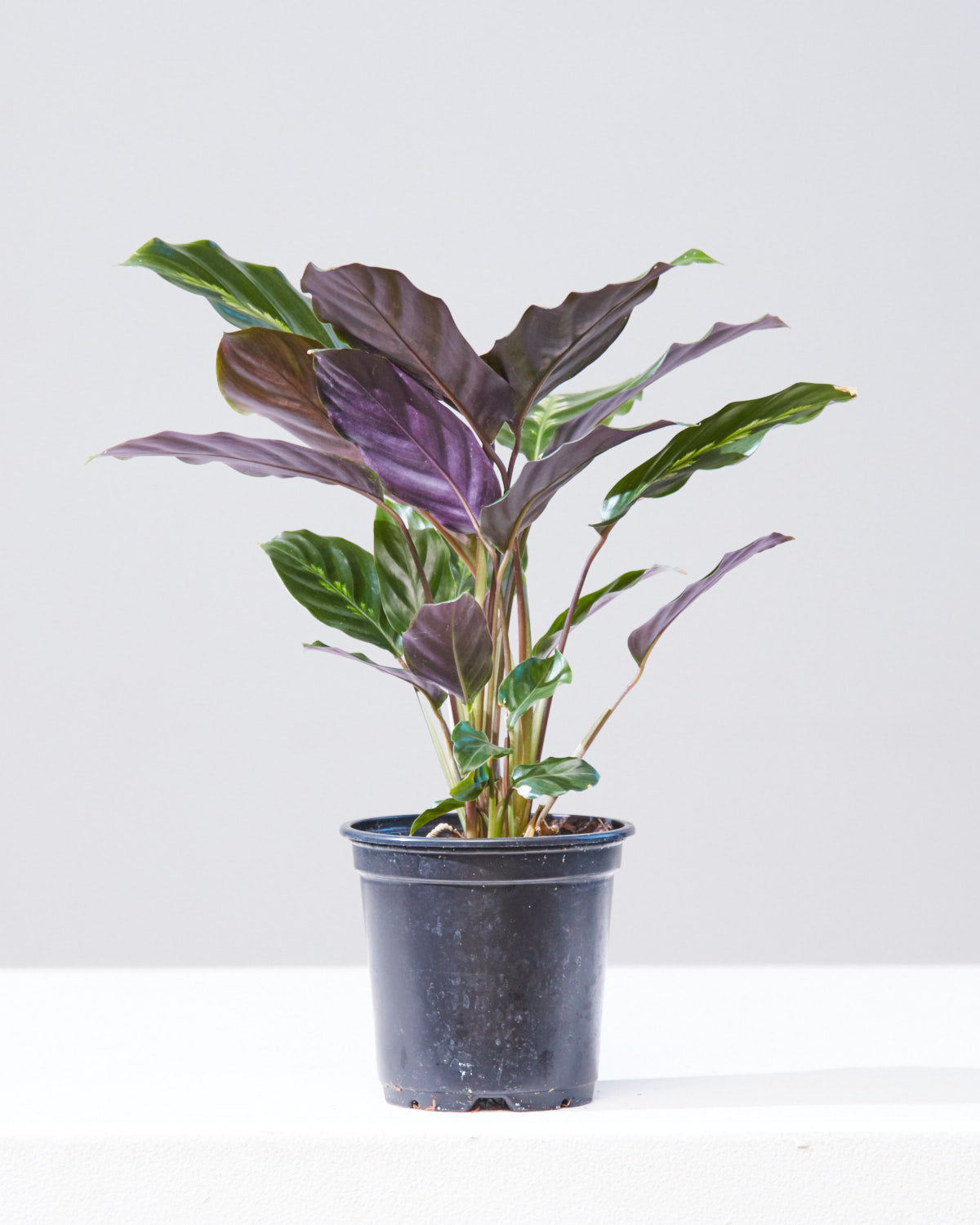 CALATHEA 'MAUI QUEEN' 4" Grower Pot