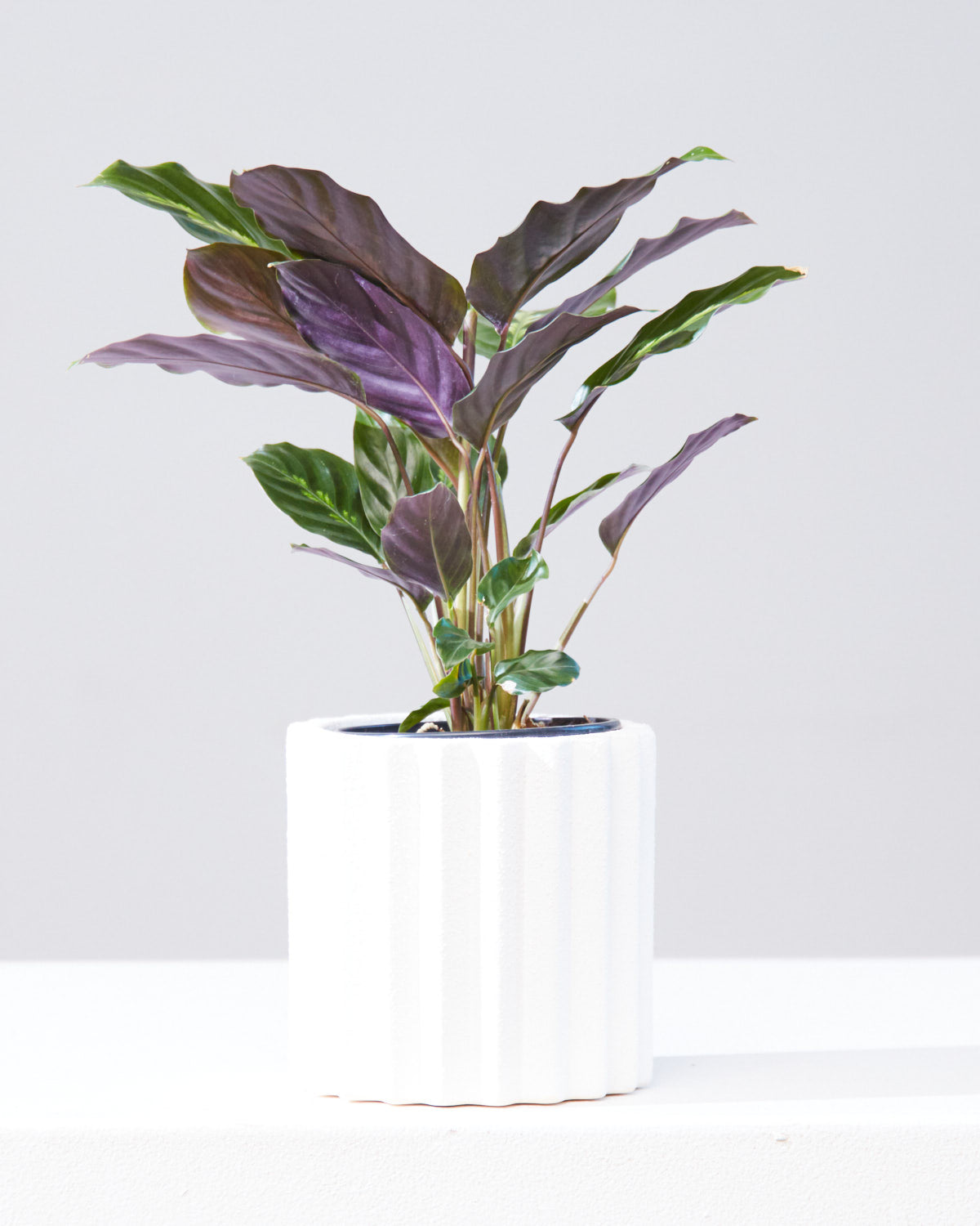 CALATHEA 'MAUI QUEEN' 4" Grower Pot