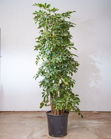  SCHEFFLERA ARBORICOLA COLUMN 14 INCH. Grower Pot (6 - 6.5 ft tall)