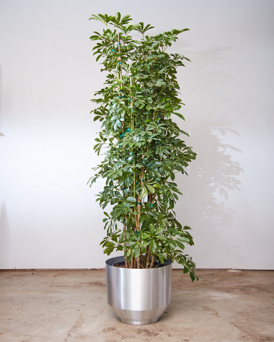 SCHEFFLERA ARBORICOLA COLUMN 14 INCH. Grower Pot (6 - 7 ft tall)