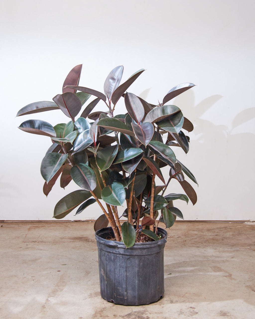 Burgundy Rubber Bush: Ficus elastica - 14 inch pot - 4 foot tall