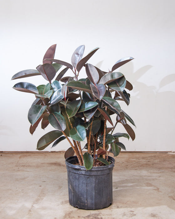 RUBBER PLANT 'FICUS ELASTICA BURGUNDY' 14 Inch. Grower Pot (4-5' tall)