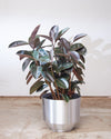 RUBBER PLANT 'FICUS ELASTICA BURGUNDY' 14 Inch. Grower Pot (4-5' tall)