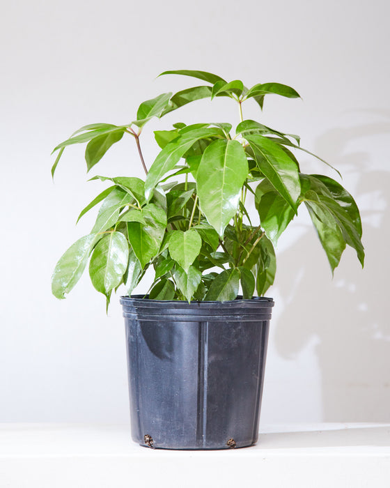 SCHEFFLERA ALPINE 10" Grower Pot (1.5-2 ft tall)