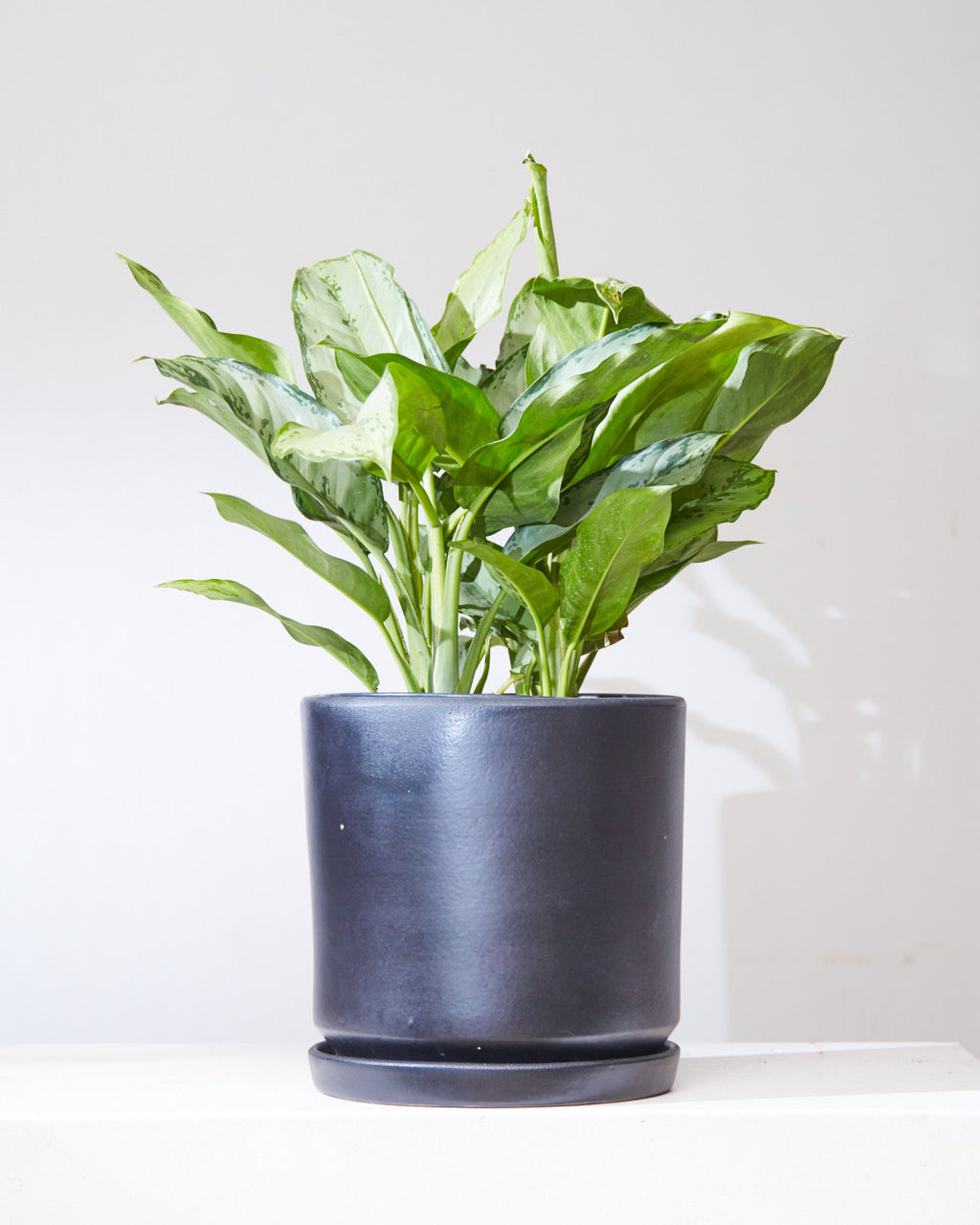 aglaonema bj freeman care AGLAONEMA 'BJ FREEMAN' 10" Grower Pot – Dynasty Plants