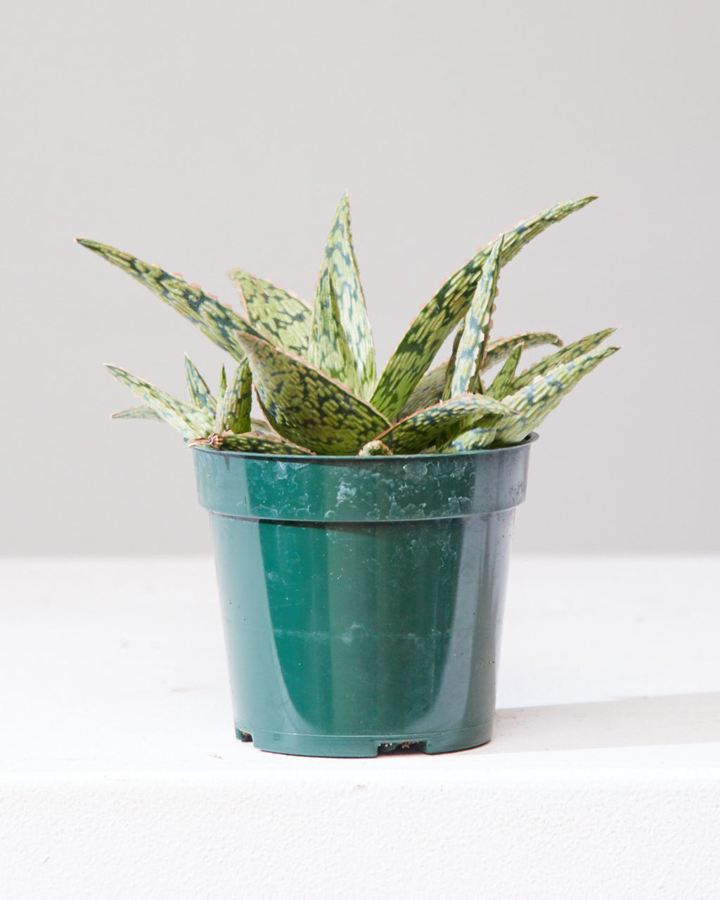 ALOE 'PINK BLUSH' 4" Grower Pot