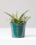 ALOE 'PINK BLUSH' 4" Grower Pot