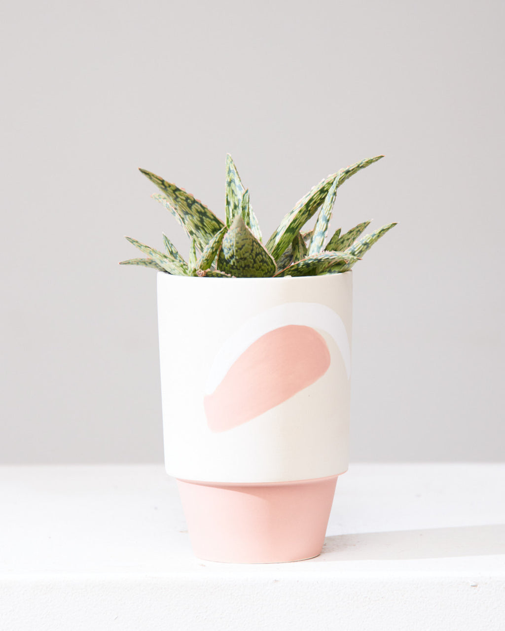 ALOE 'PINK BLUSH' 4" Grower Pot
