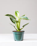 Birkin Plant: Philodendron - 5 inch pot