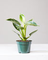 PHILODENDRON BIRKIN 4" Grower Pot