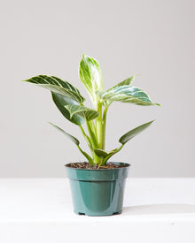  PHILODENDRON BIRKIN 4" Grower Pot