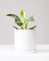 PHILODENDRON BIRKIN 4" Grower Pot