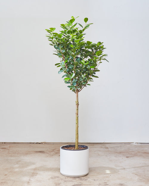 Kendall Ceramic Pot | 10 inch Nursery Pot