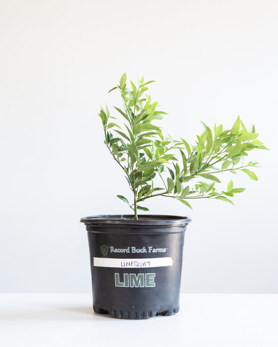 LIMEQUAT BUSH 7" Grower Pot