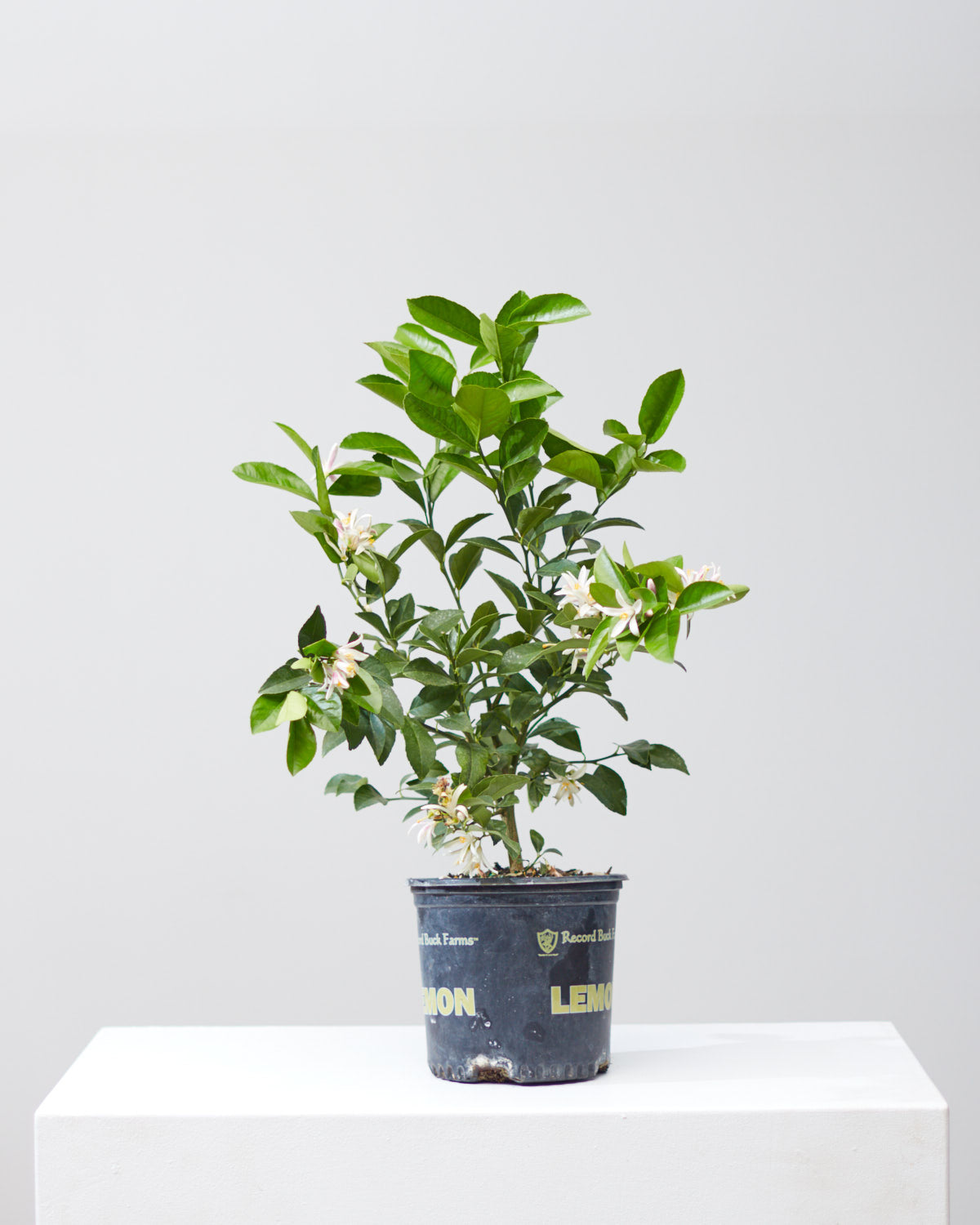 Lemon Tree: Citrus limon - 8 inch pot - 1-2 foot tall