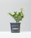 MEYER LEMON 7" Grower Pot