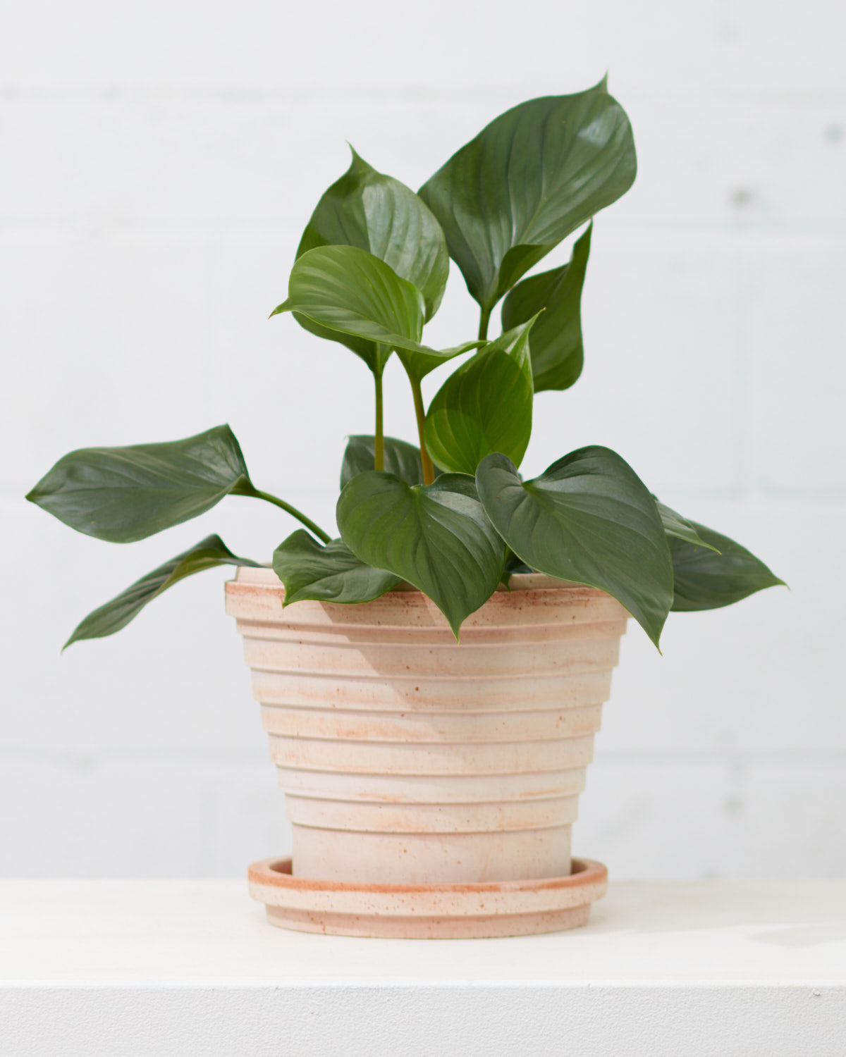 HOMALOMENA 'EMERALD GEM' 6" Grower Pot