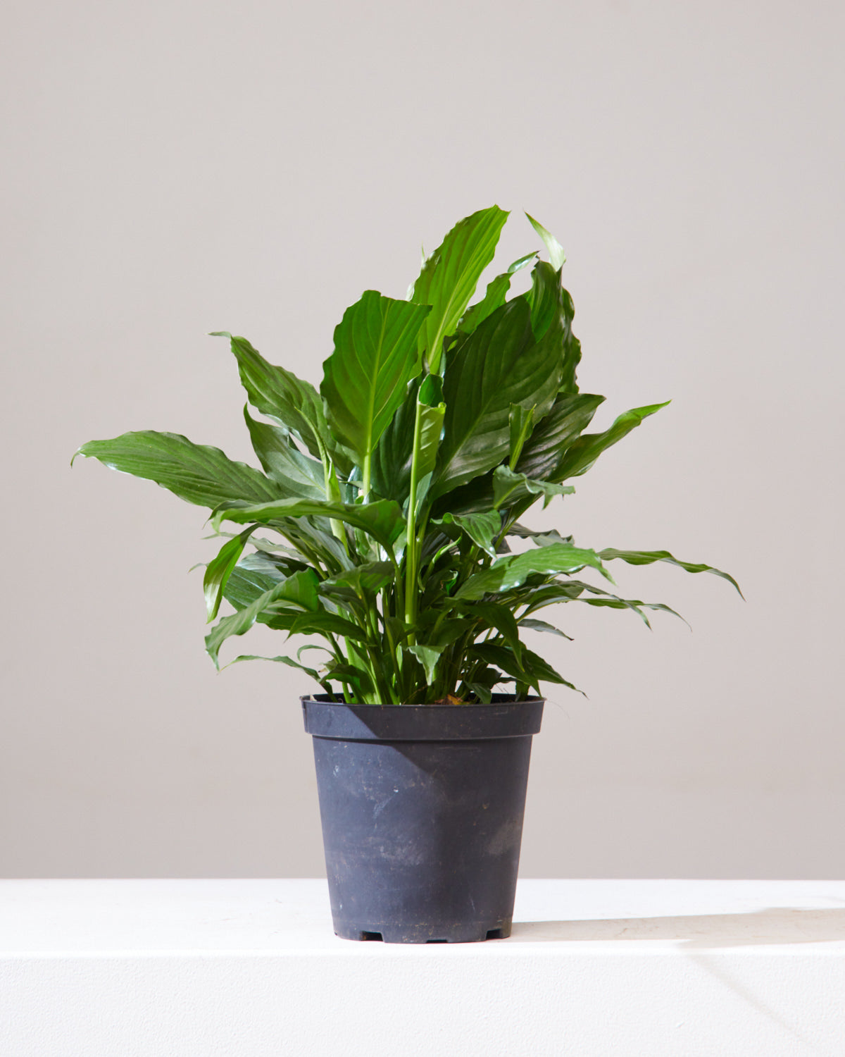 Peace Lily: Spathiphyllum - 6 inch pot