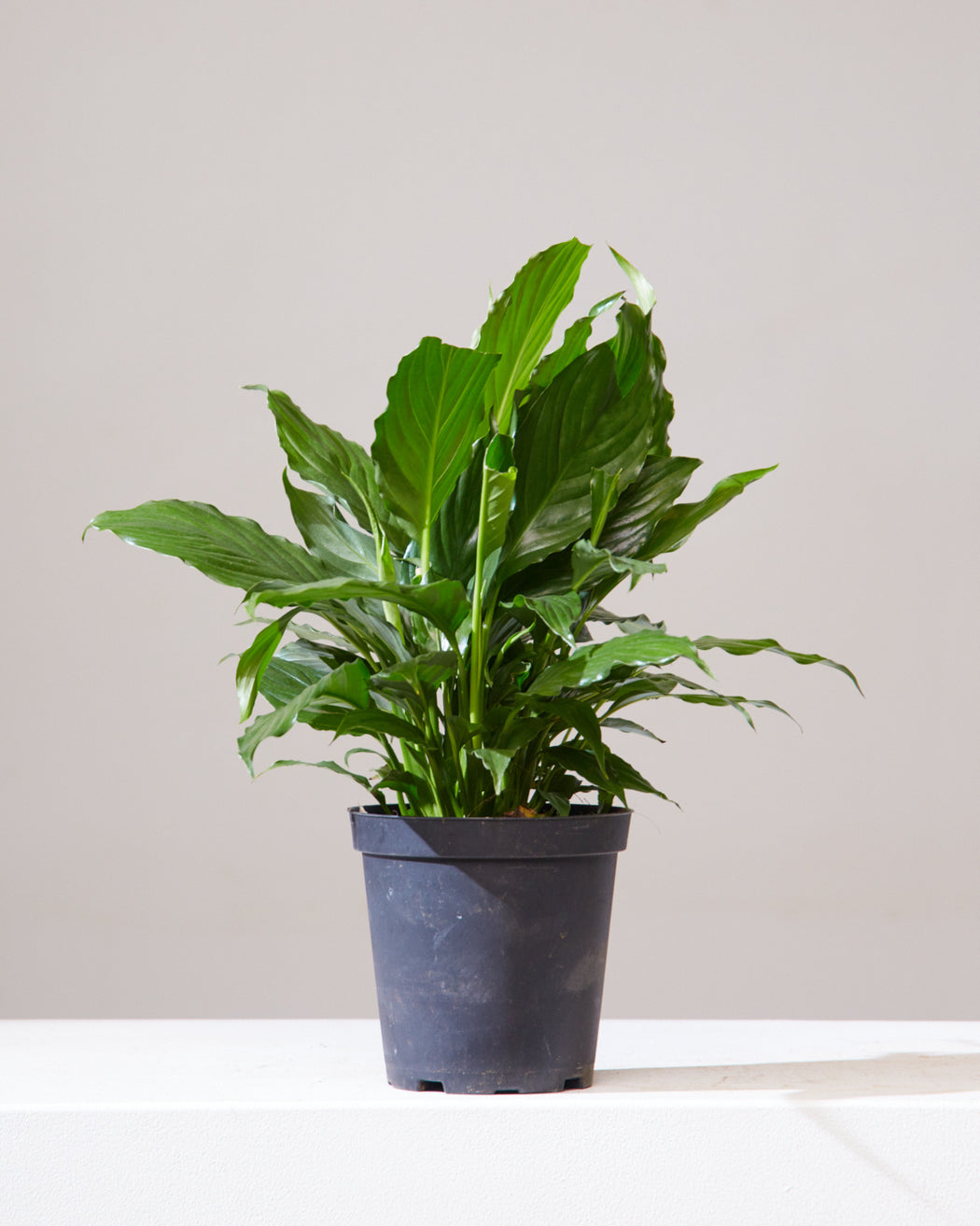 SPATHIPHYLLUM 'PEACE LILY' 6" Grower Pot