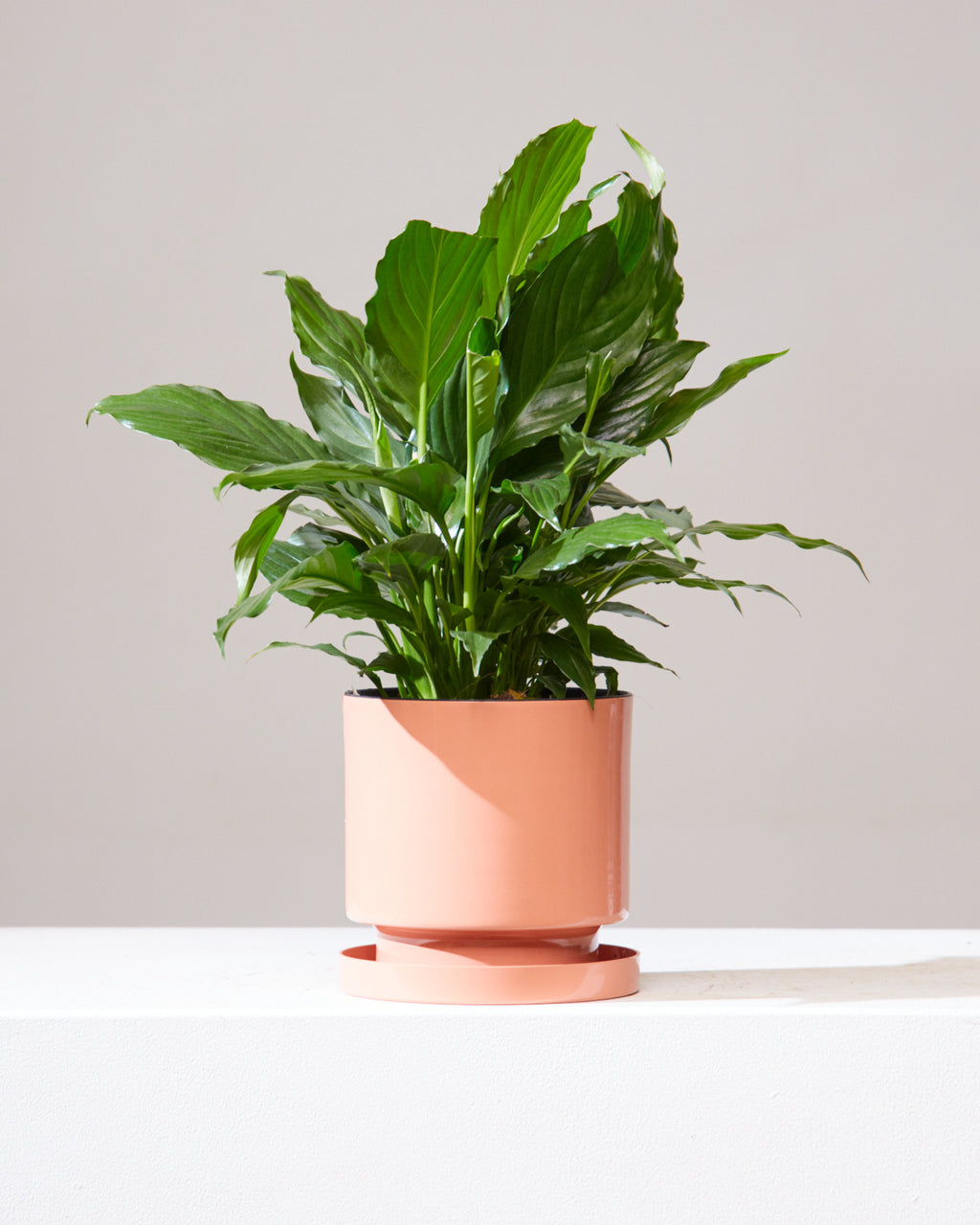 Peace Lily: Spathiphyllum - 6 inch pot