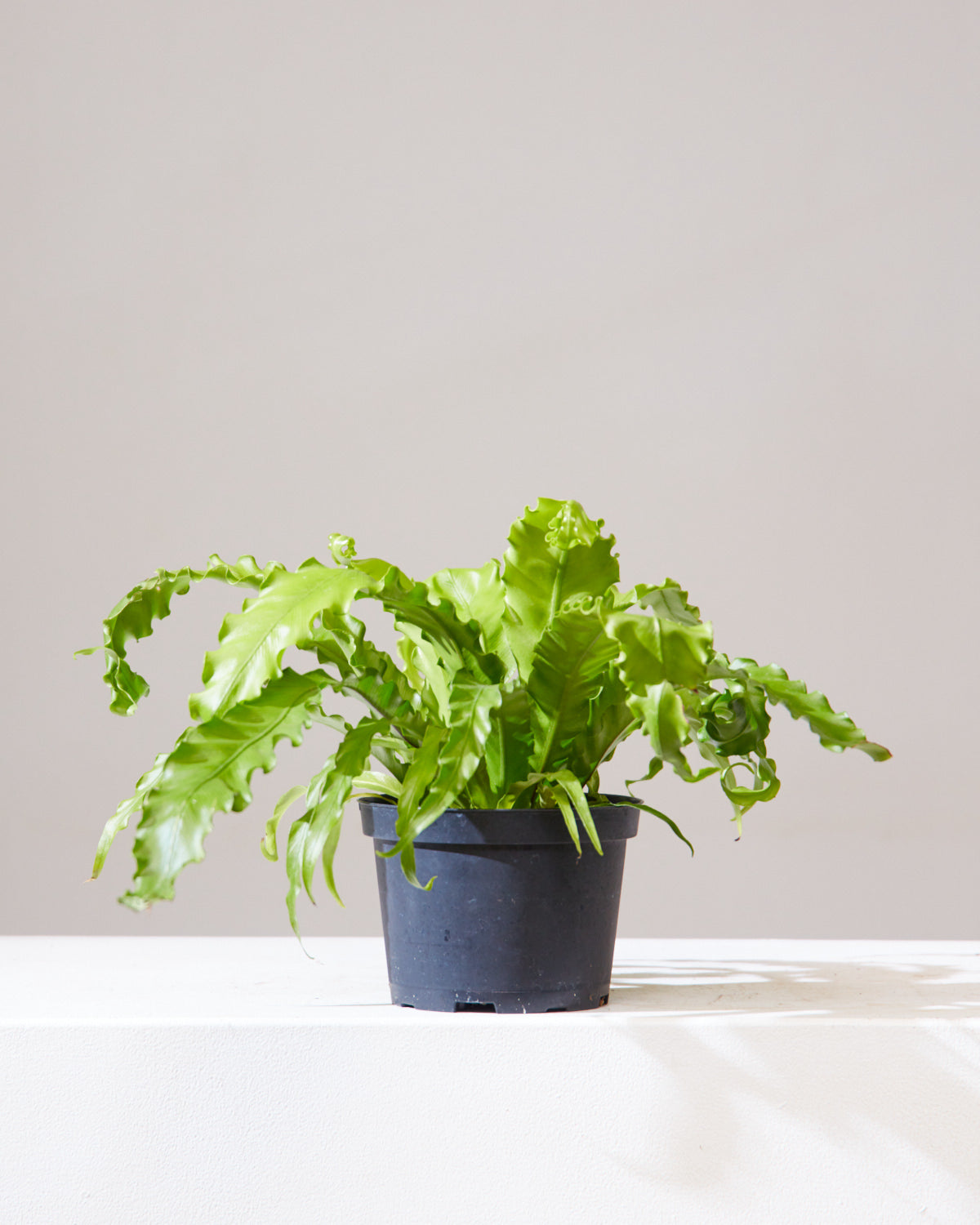 BIRD'S NEST FERN 'CRISPY WAVE' 6" Grower Pot