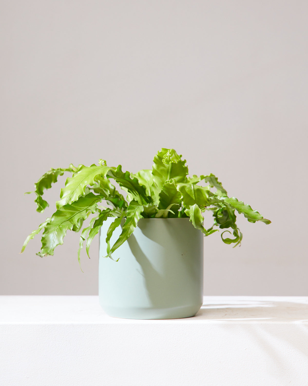 BIRD'S NEST FERN 'CRISPY WAVE' 6" Grower Pot