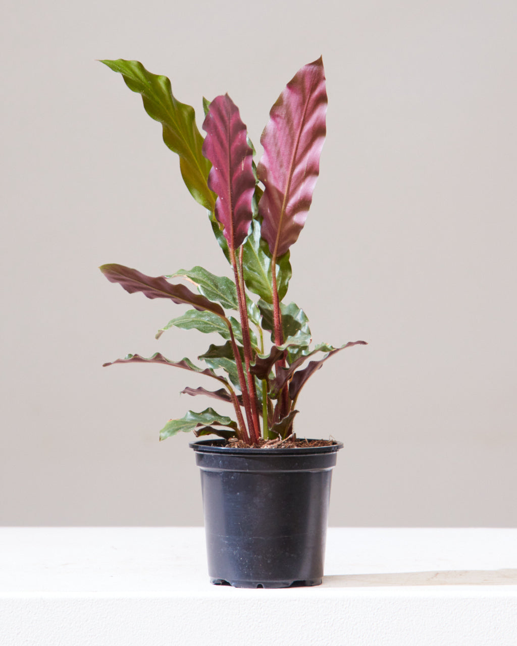 Furry Feather Calathea: Goeppertia rufibarba - 4 inch pot