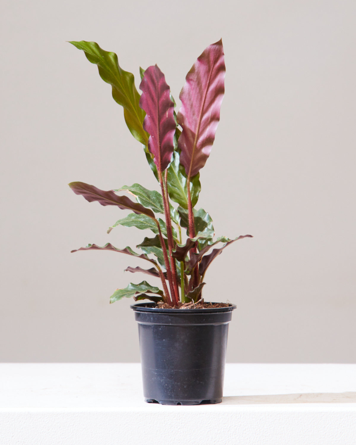 Furry Feather Calathea: Goeppertia rufibarba - 4 inch pot
