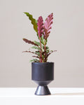 Furry Feather Calathea: Goeppertia rufibarba - 4 inch pot