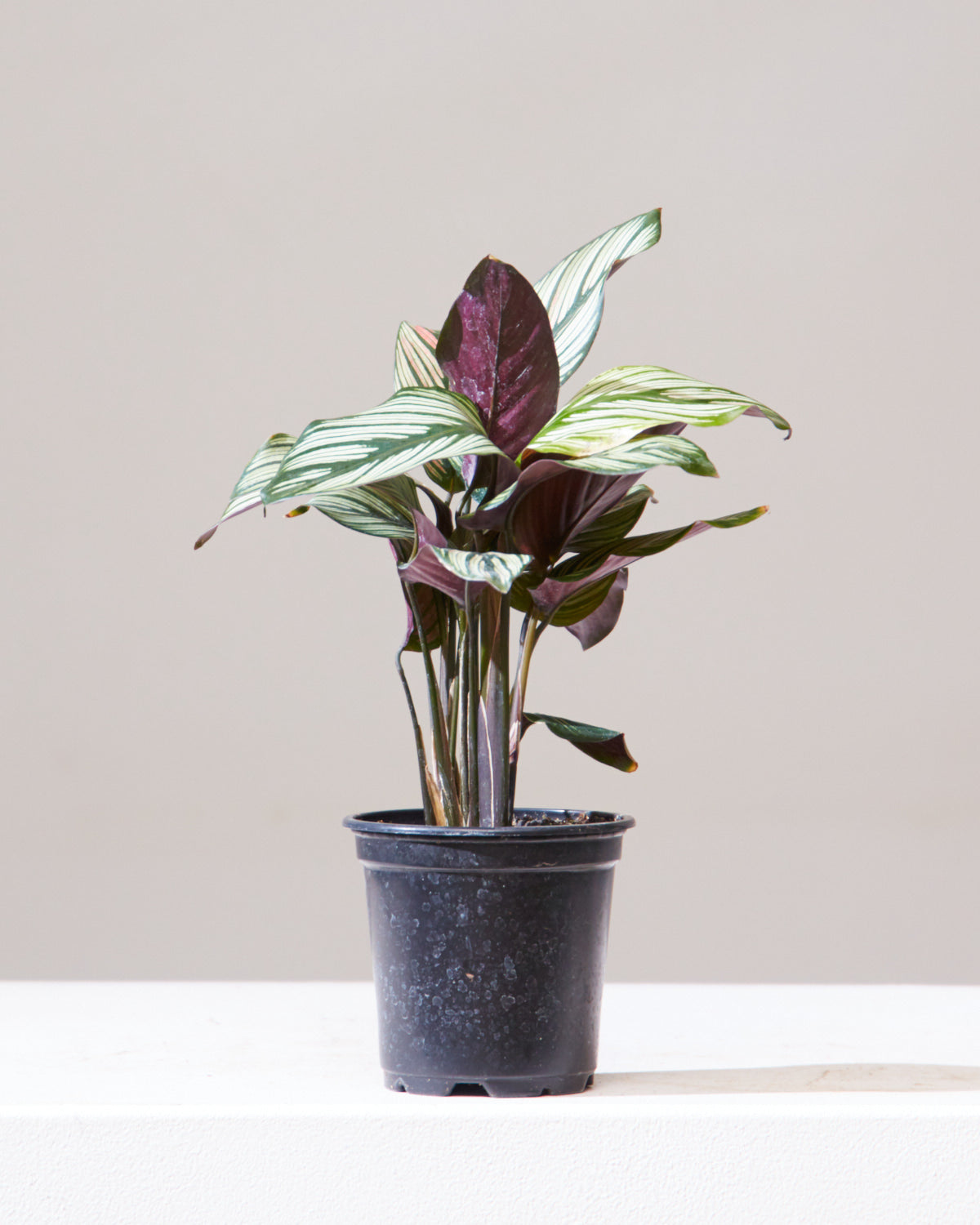 Whitestar Calathea: Goeppertia majestica - 4 inch pot