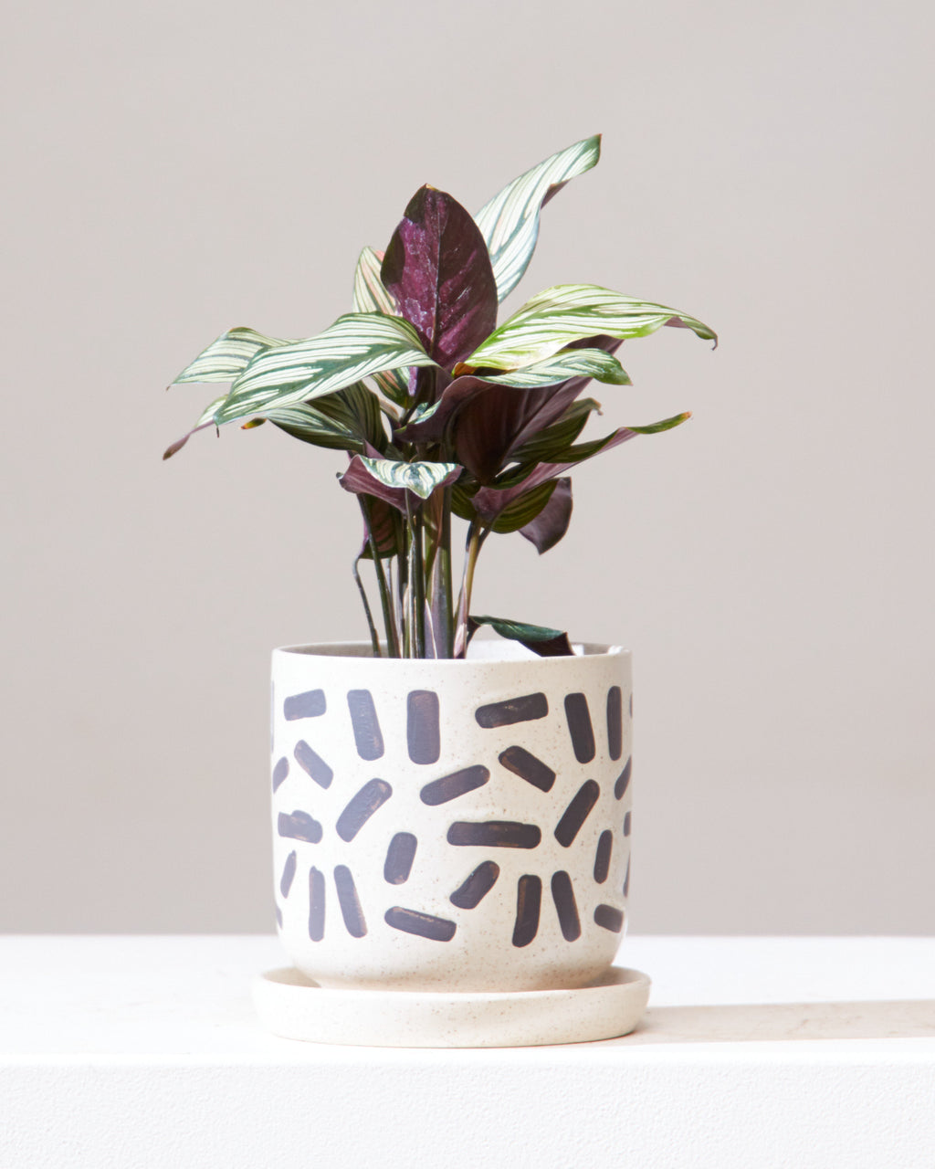Whitestar Calathea: Goeppertia majestica - 4 inch pot
