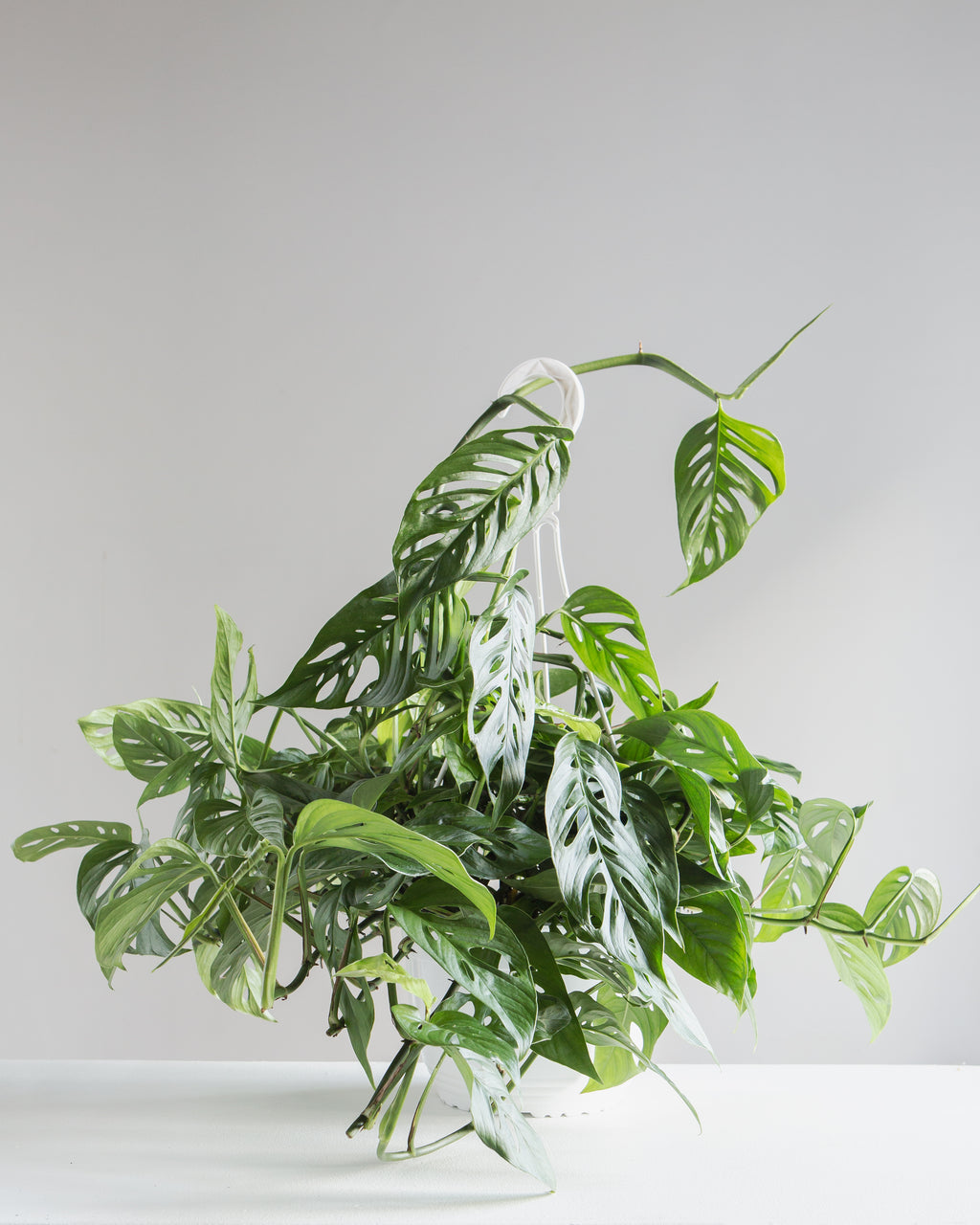 Swiss Cheese Vine: Monstera adansonii - 8 inch hanging basket