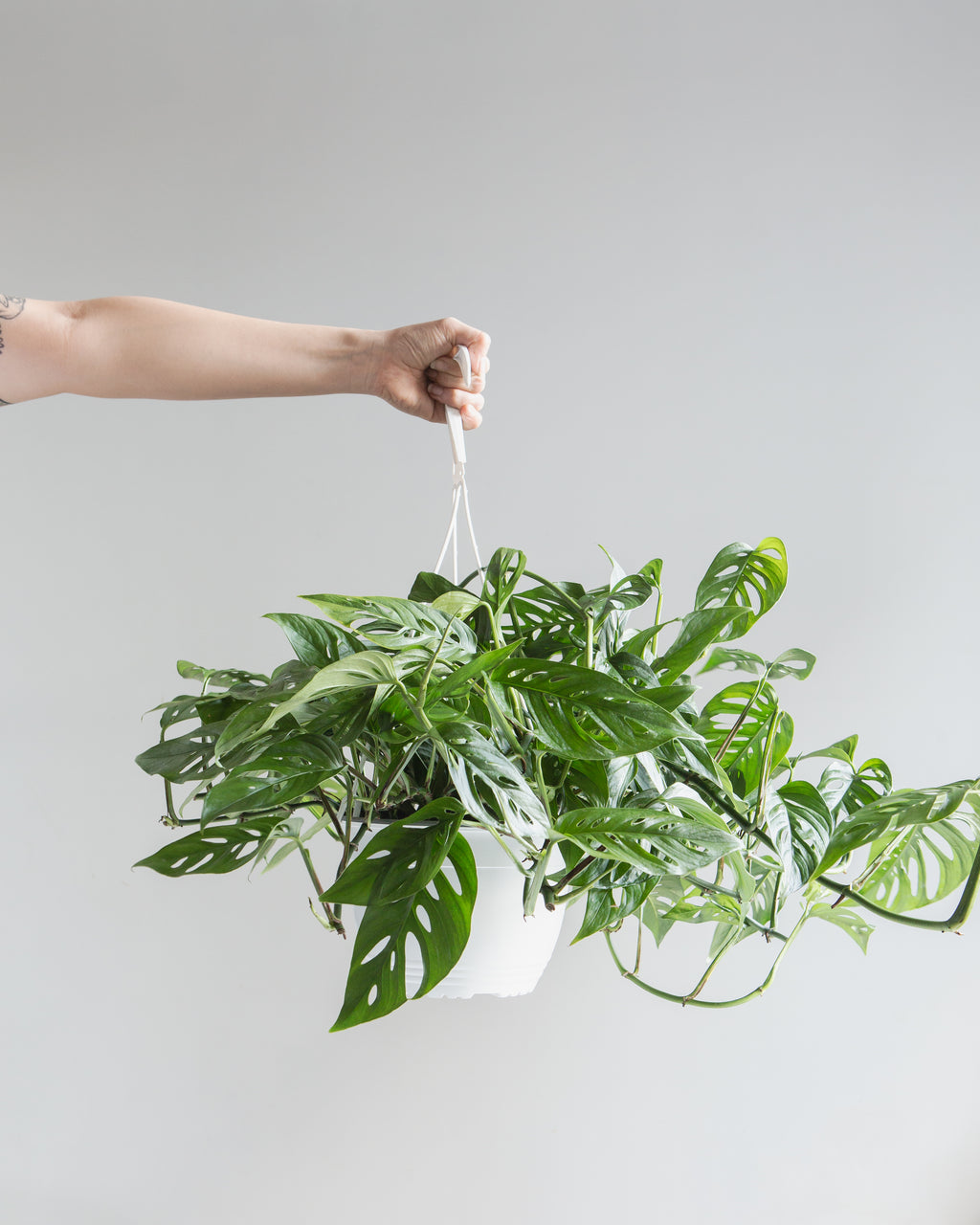 Swiss Cheese Vine: Monstera adansonii - 8 inch hanging basket