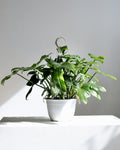 Horsehead: Philodendron bipennifiolium - 8 inch hanging basket
