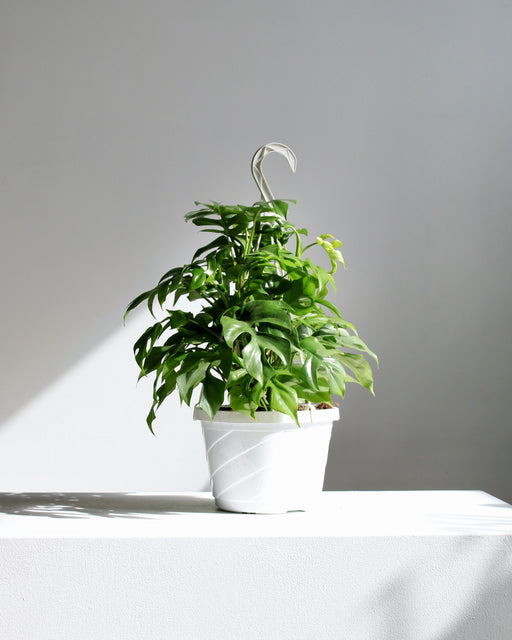 Mini Monstera: Rhaphidophora tetrasperma - 8 inch hanging basket