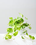 Hawaiian Pothos: Epipremnum aureum - 8 inch hanging basket