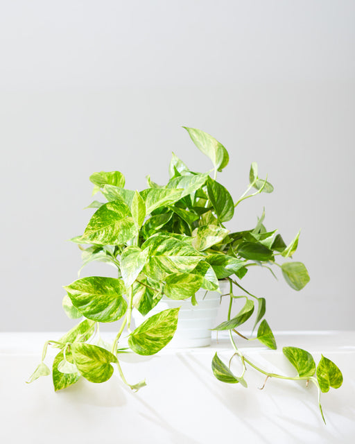 Hawaiian Pothos: Epipremnum aureum - 8 inch hanging basket
