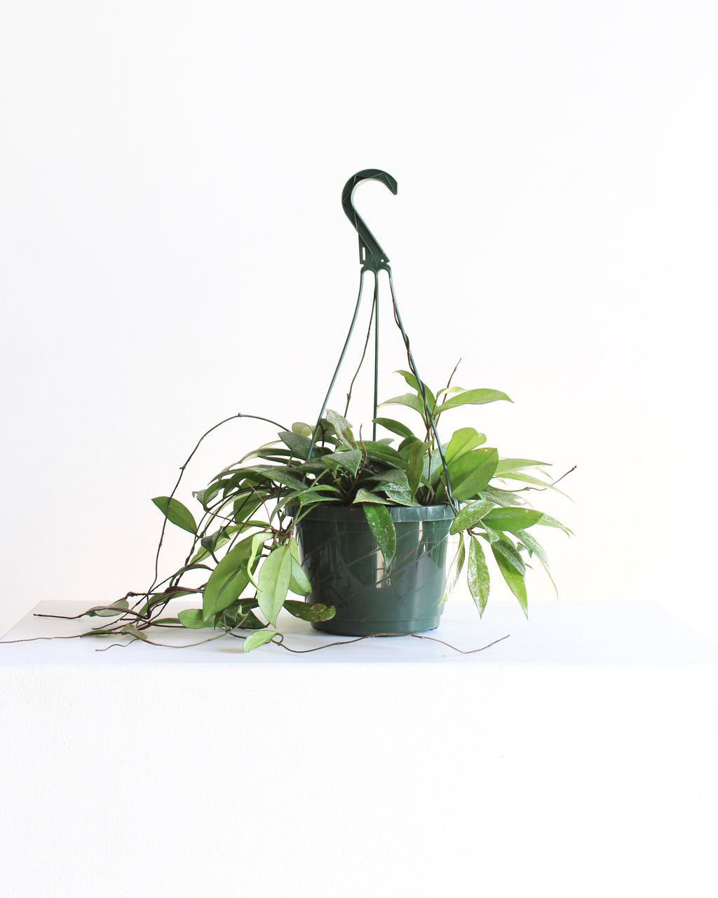 HOYA PUBICALYX 8" HANGING BASKET