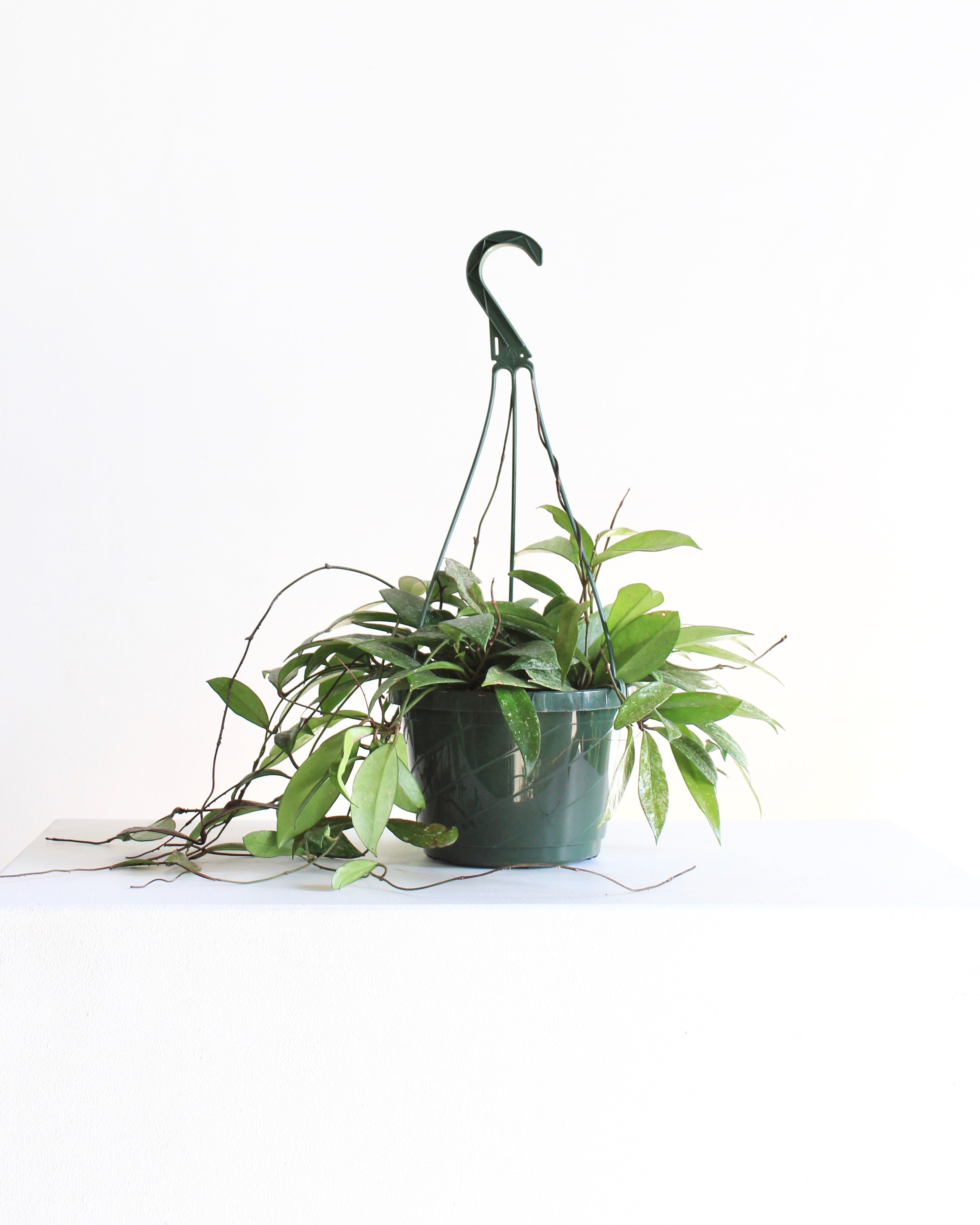 HOYA PUBICALYX 8" HANGING BASKET