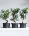 PODOCARPUS BONSAI 8" Grower Pot