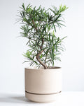 PODOCARPUS BONSAI 8" Grower Pot