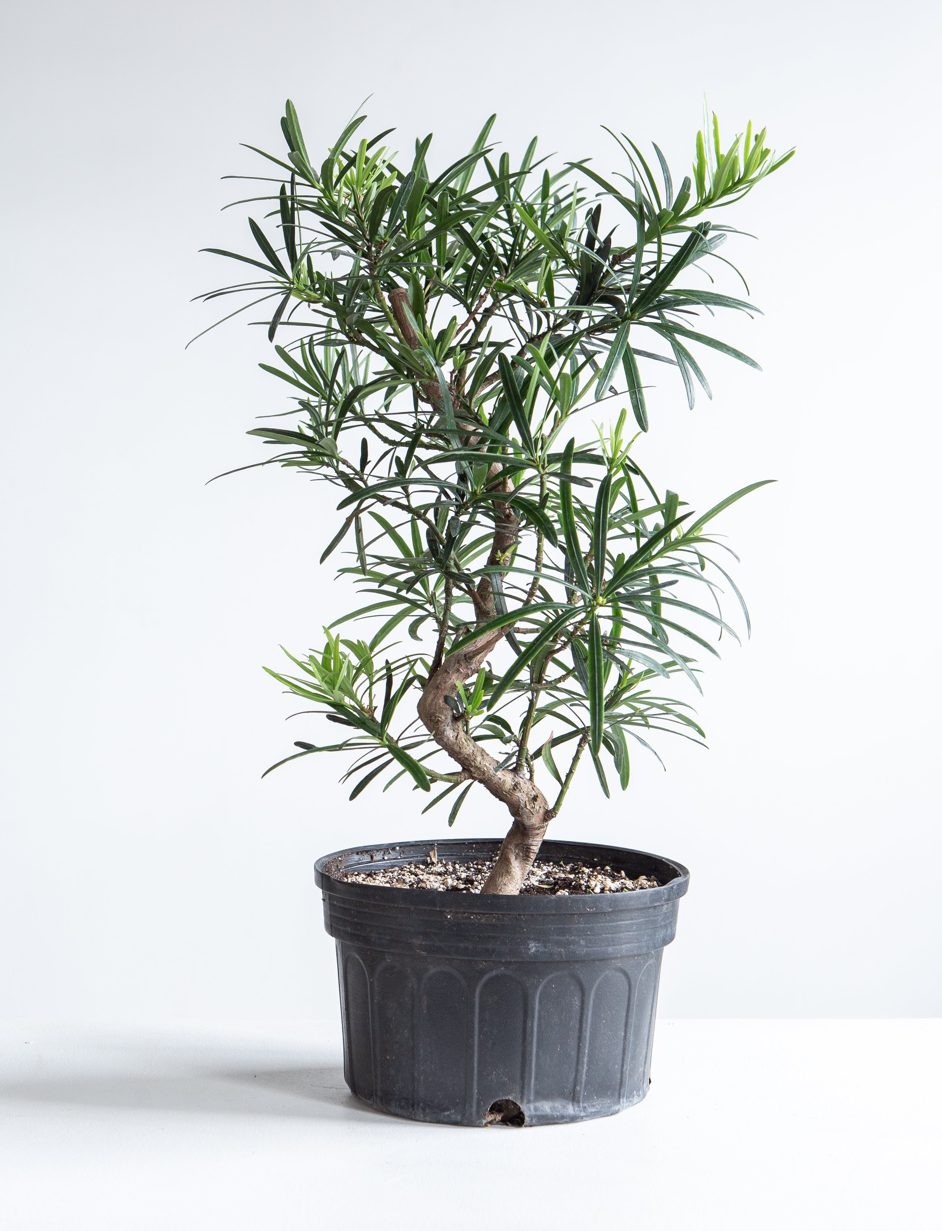 PODOCARPUS BONSAI 8" Grower Pot