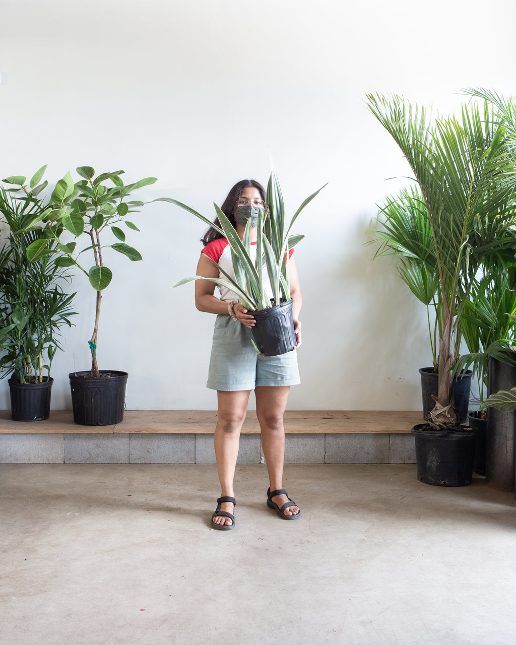 Silver Queen Snake Plant: Sansevieria trifasciata 'Sayuri' - 8 inch pot - 1-2 foot tall